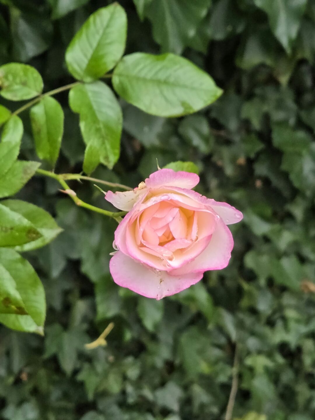 A pink rose covered in raindrops in Valerie’s garden