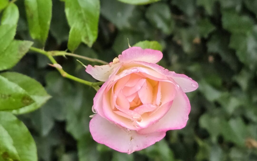 Notice the Beauty Around You